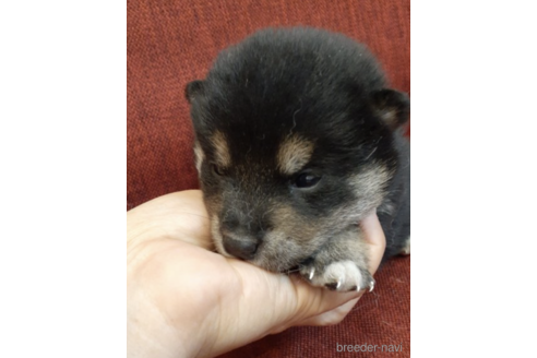 成約済の富山県の柴犬-174917の2枚目